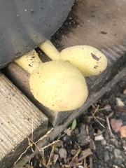 Leucocoprinus