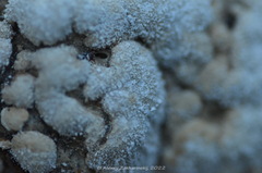 Trichoderma pulvinatum