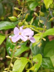 Duranta