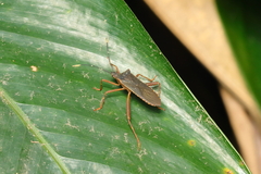 Leptoscelis elongator