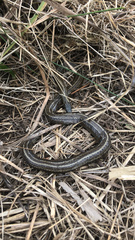 Galvarinus chilensis