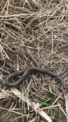 Galvarinus chilensis