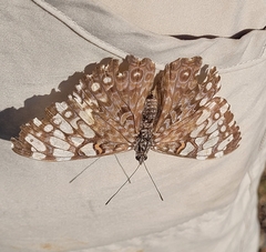 Hamadryas feronia farinulenta
