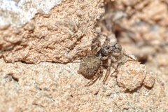 Marma nigritarsis