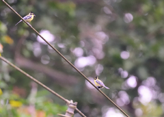 Machlolophus aplonotus