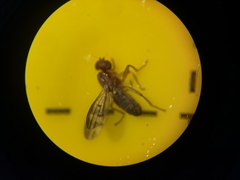 Opomyzidae