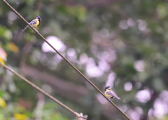 Machlolophus aplonotus