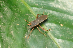 Leptoscelis elongator