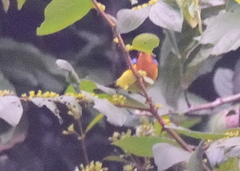 Chalcoparia singalensis