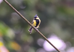 Machlolophus aplonotus