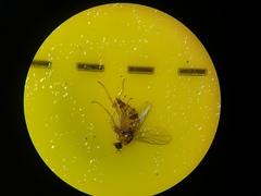 Elaphropeza ephippiata