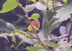 Chalcoparia singalensis