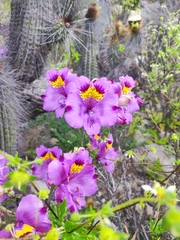 Alstroemeria philippii