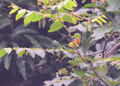 Chalcoparia singalensis