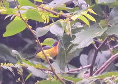 Chalcoparia singalensis