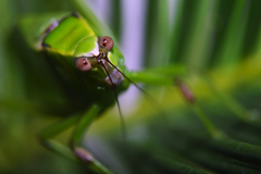 Stilpnochlora