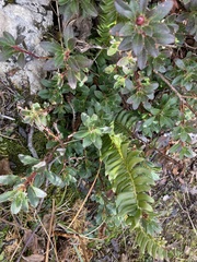 Rhododendron hirsutum