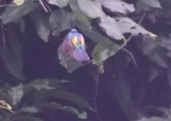 Chalcoparia singalensis