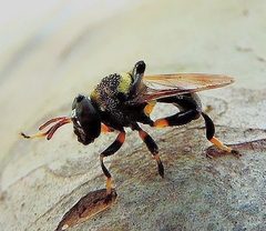 Lepidomyia