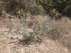 Nicotiana paa