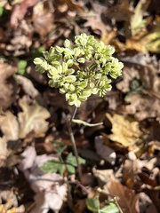 Angelica triquinata