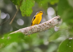 Pericrocotus speciosus