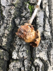 Andricus dentimitratus