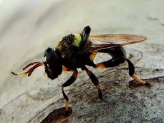 Lepidomyia