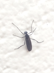 Penthetria heteroptera