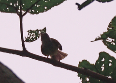 Dicrurus caerulescens