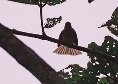 Dicrurus caerulescens