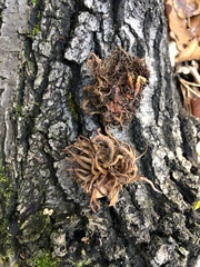 Andricus caputmedusae