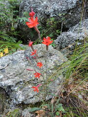 Silene laciniata laciniata