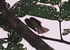 Dicrurus caerulescens