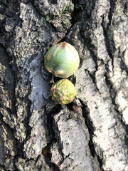 Andricus infectorius