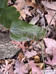 Marmara smilacisella