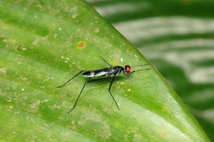 Cliobata