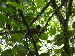 Saguinus tripartitus
