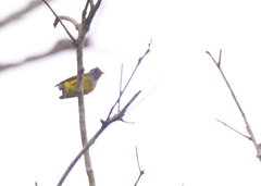 Culicicapa ceylonensis