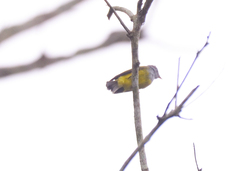 Culicicapa ceylonensis