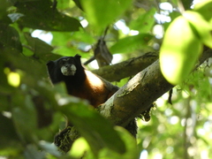 Saguinus tripartitus