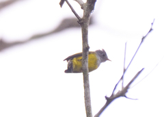 Culicicapa ceylonensis