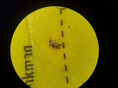 Elaphropeza ephippiata