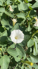 Datura innoxia