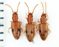 Telephanus