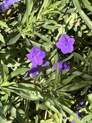 Ruellia simplex