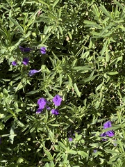 Ruellia simplex