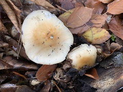 Russula fellea