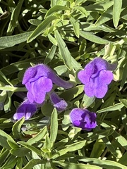 Ruellia simplex