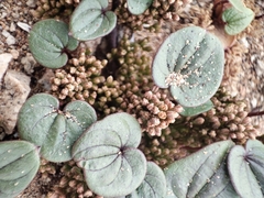 Dioscorea fastigiata